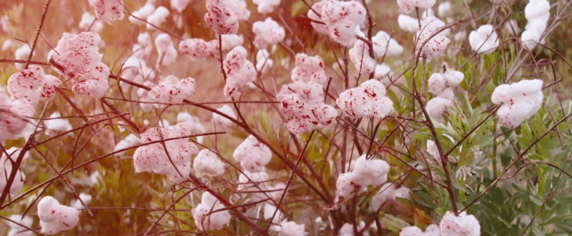 Django_Unchained_Quentin_Tarantino_100