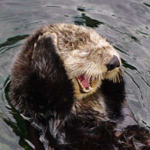 otter