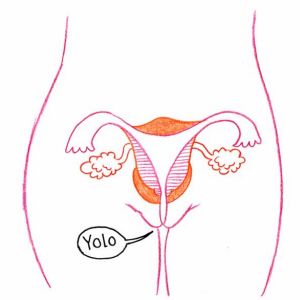 yolo